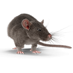 Control de ratas y roedores