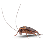 Fumigación de cucarachas