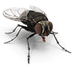 Fumigación de moscas y mosquitos