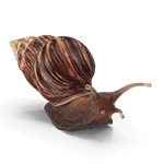 control de plagas de caracoles