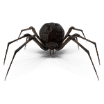 fumigación de arañas