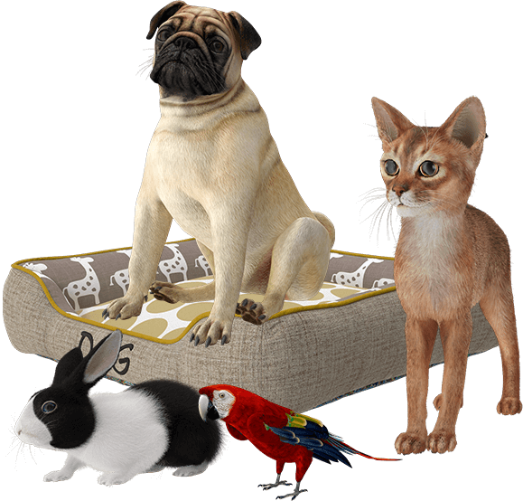 limpieza y desinfeccion profesional para mascotas