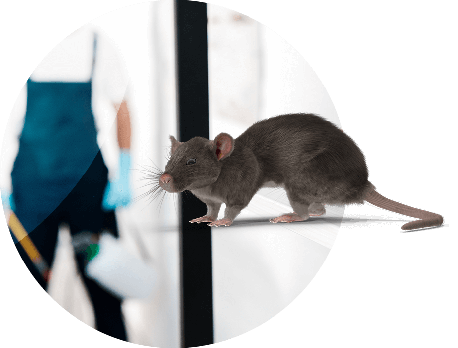 plagas de ratones fumigaciones